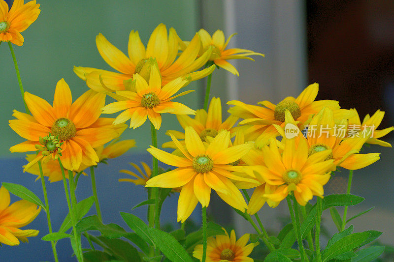 Rudbeckia /黑眼苏珊/圆锥花